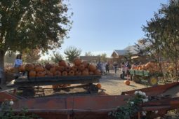 Bishop’s Pumpkin Farm, Wheatland CA